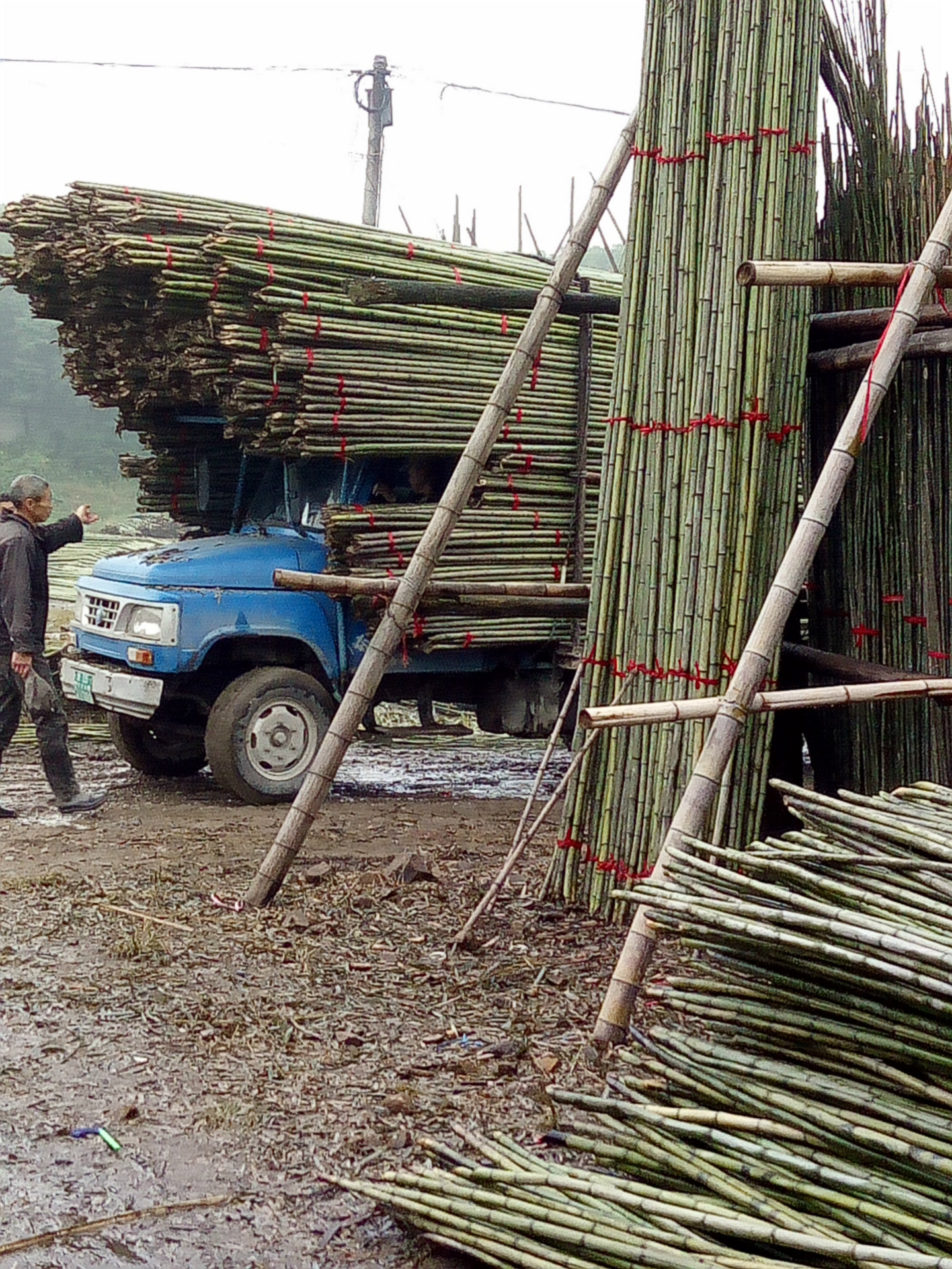晒大蒜竿瓜果搭棚专用竹竿价格便宜量大从优