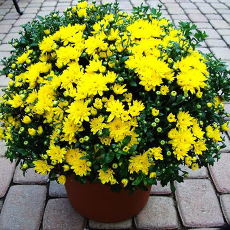 批发九月菊花花坛庭院绿化 玫红千头菊花盆栽 带花苞发货