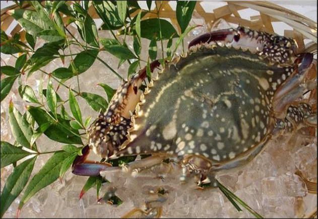 冷冻梭子蟹野生梭子蟹酒店食材量大从优