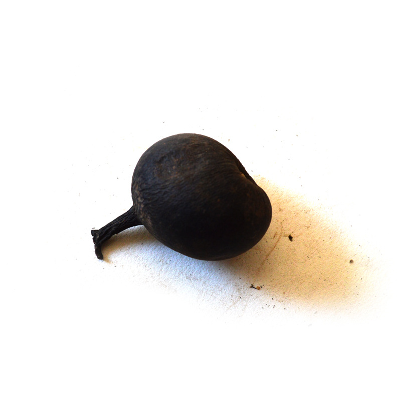 灵芝之家 乌灵参 鸡枞蛋 雷震子