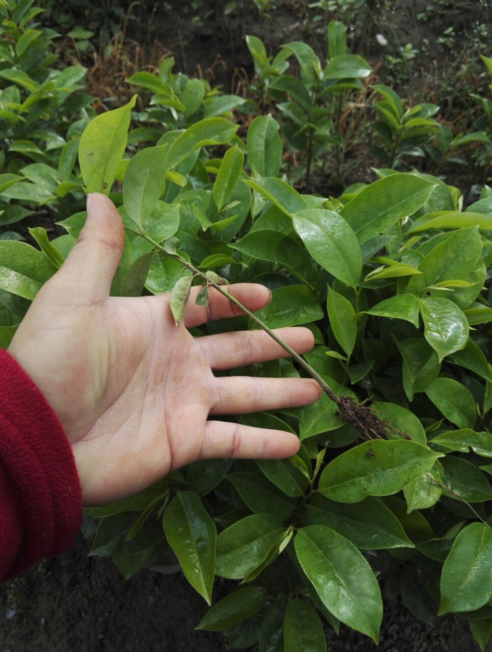 优质刺果番荔枝苗高度20公分