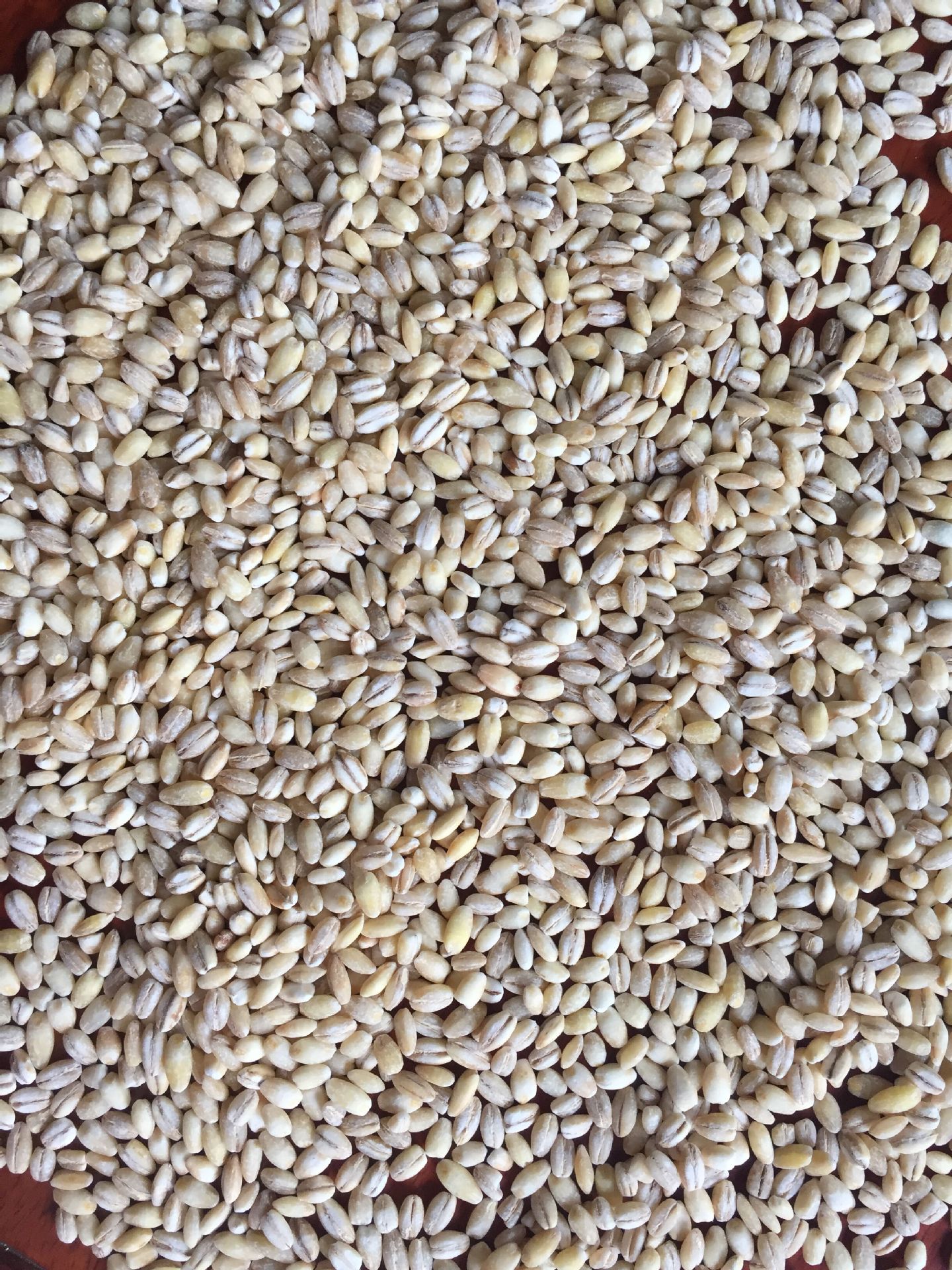 厂家**进口麦仁优质国产麦仁 八宝粥原料大麦仁 欢迎您的致.