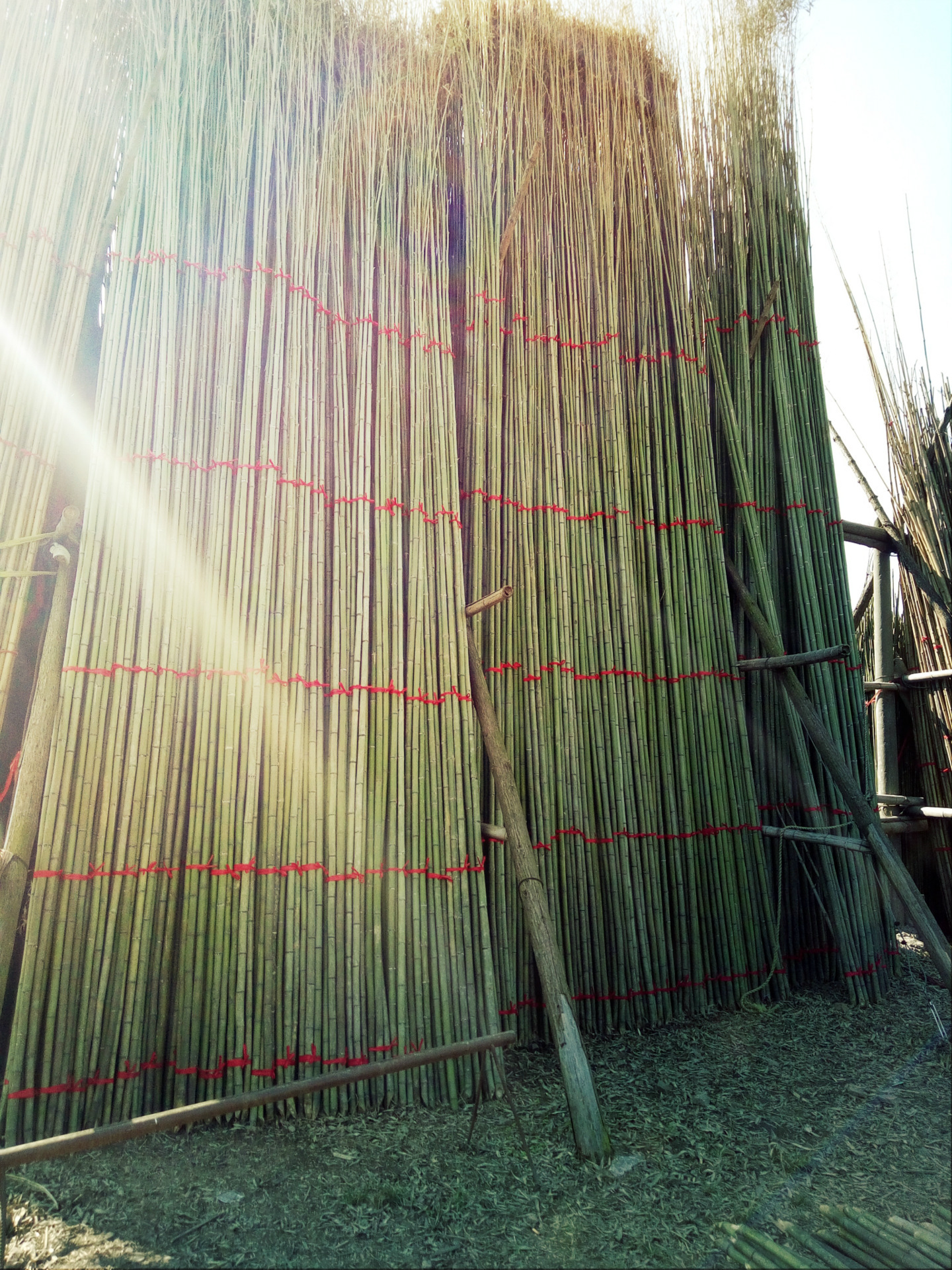 大量批发鸡鸭搭棚竹杆搭西瓜棚园林支撑晒大蒜用竹子