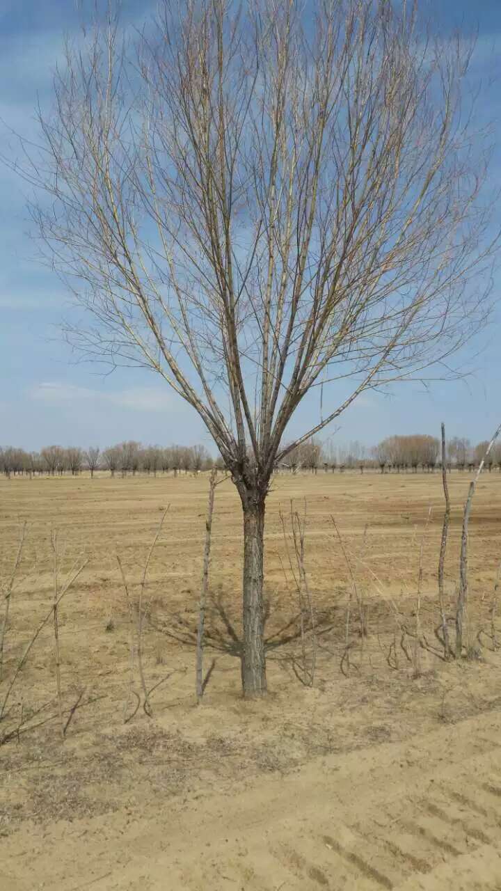 旱柳馒头柳出售陕西旱柳馒头柳出售榆林柳树供应