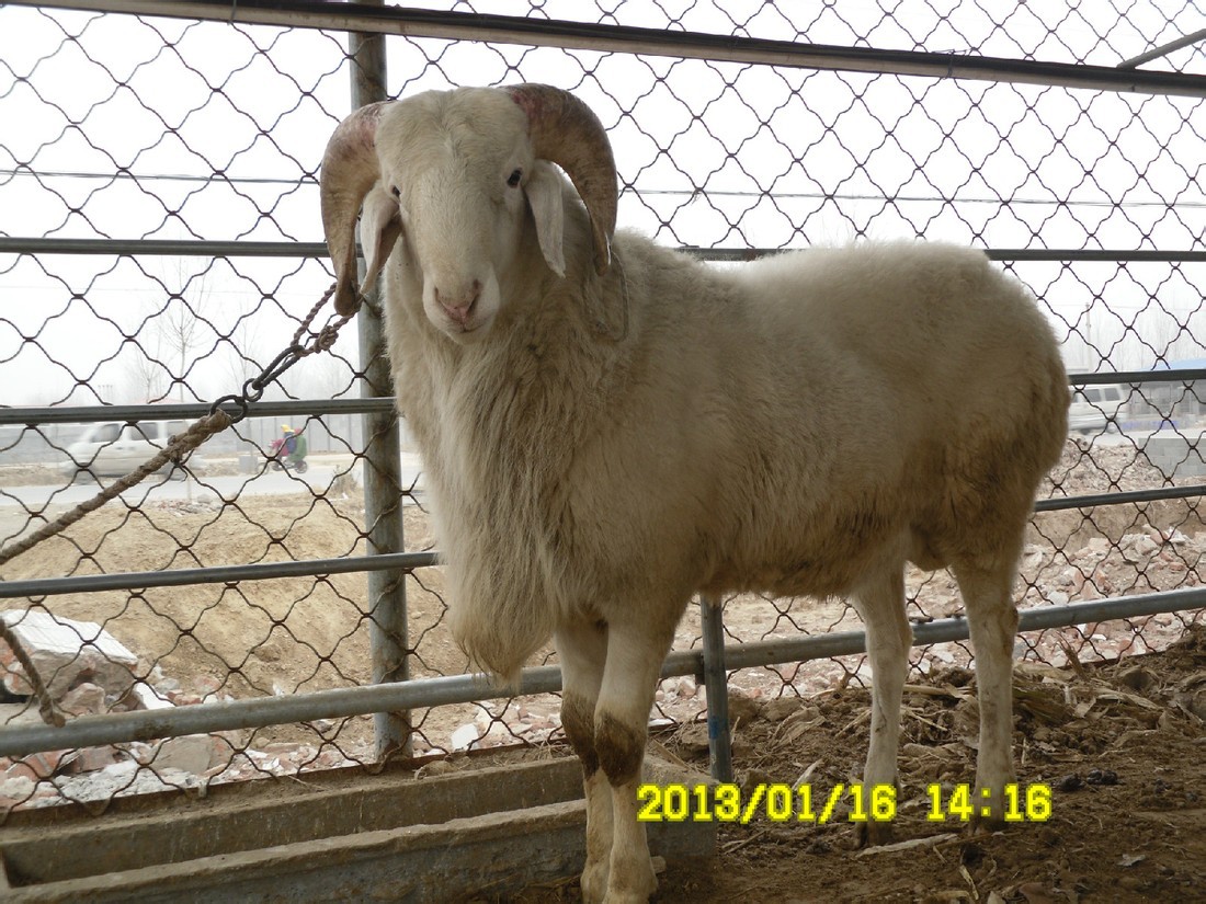 规格参数品牌嘉祥惠丰养殖场品种小尾寒羊用途羊羔体高80  (cm)体长