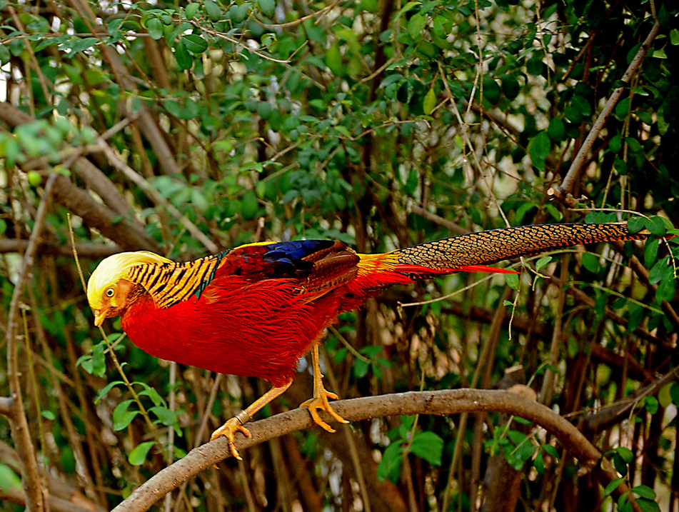 今年红腹锦鸡养殖价格|红腹锦鸡好养吗?