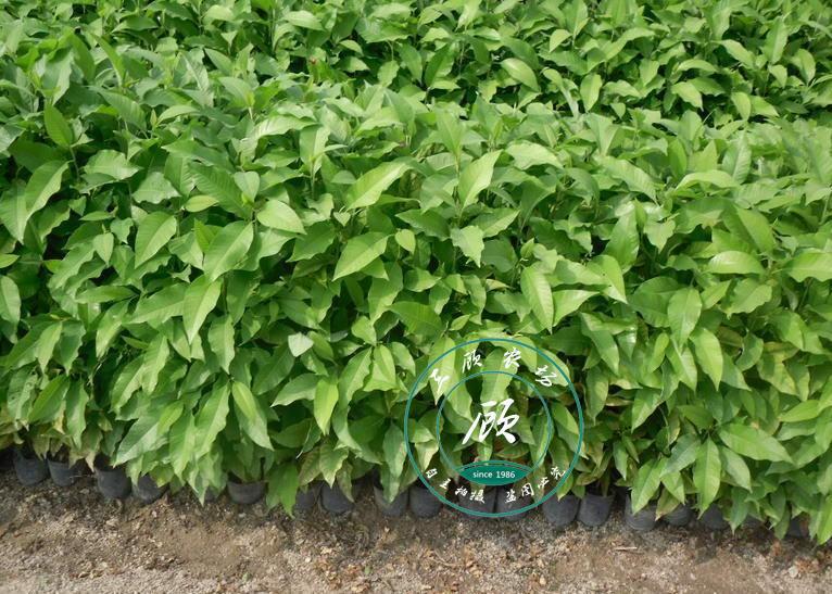 白兰花苗/黄桷兰树苗/黄果兰苗/玉兰树苗嫁接绿化苗基地批发