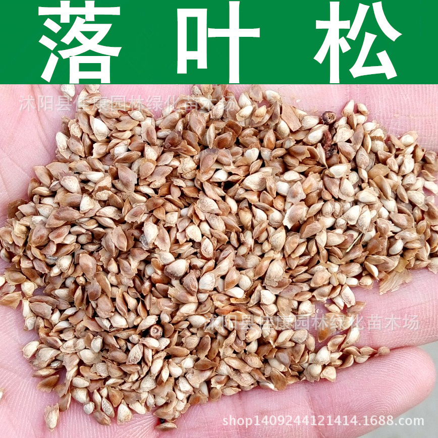 林木种子落叶松种子金钱松落叶松树种子1件1斤