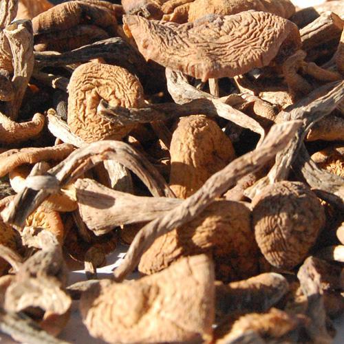 蜜环菌提取物蜜环菌多糖101森冉生物