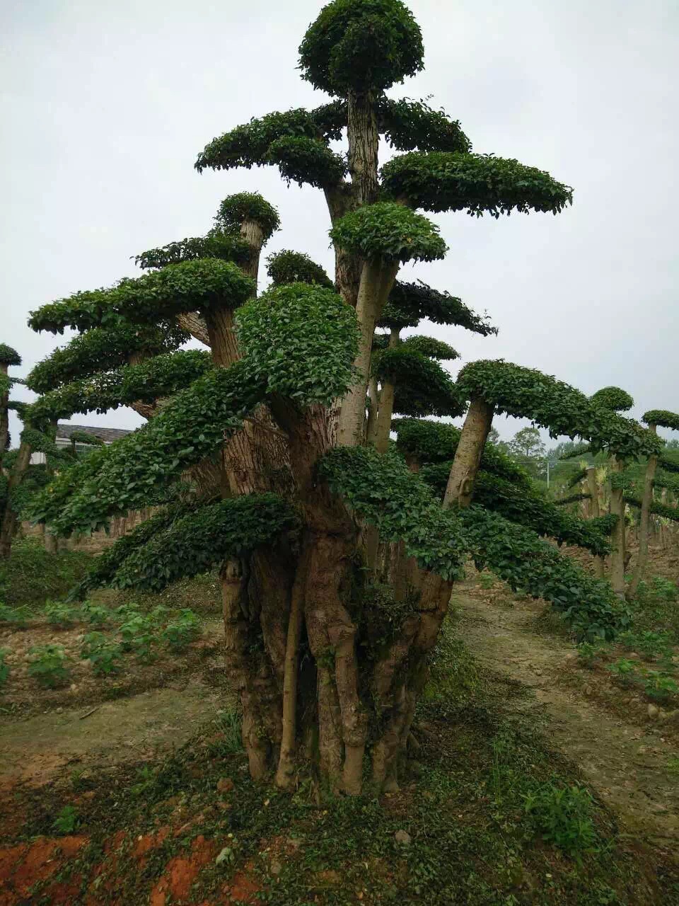基地直供榆树12造型树木植物盆景盆栽榆树园林造景阳台庭院绿化
