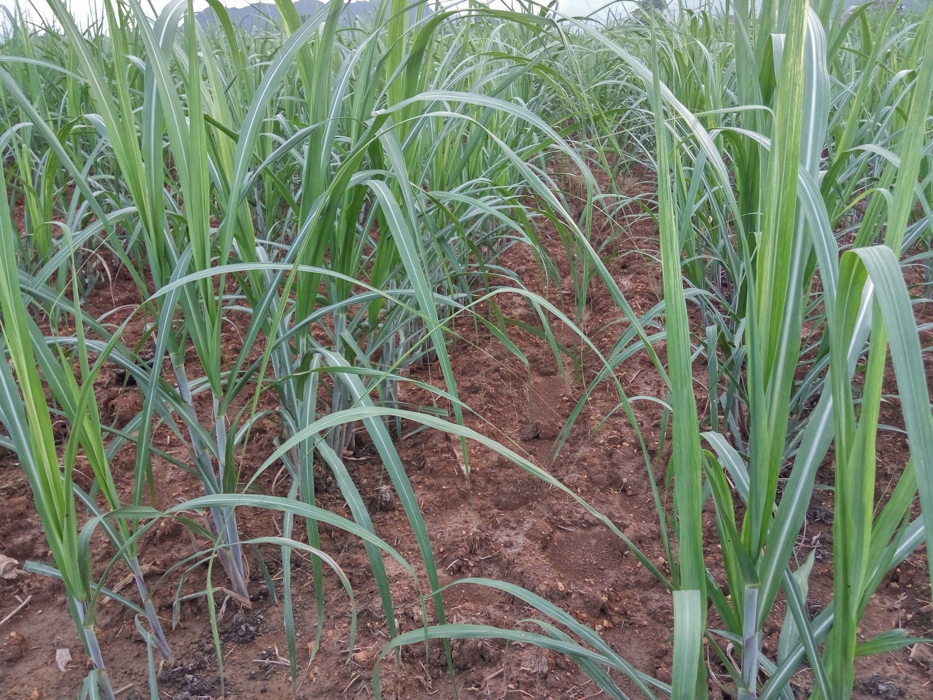 苗后除草剂_后除草剂_甘蔗苗后除草剂 除草剂 蔗农喜 - 阿里巴巴