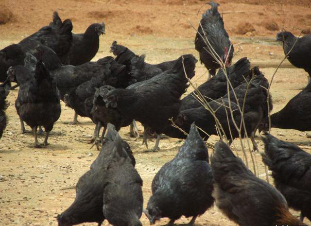 湖北农家散养乌鸡 高成活率纯种脱温乌鸡苗 乌鸡鸡苗批发 - 养殖批发