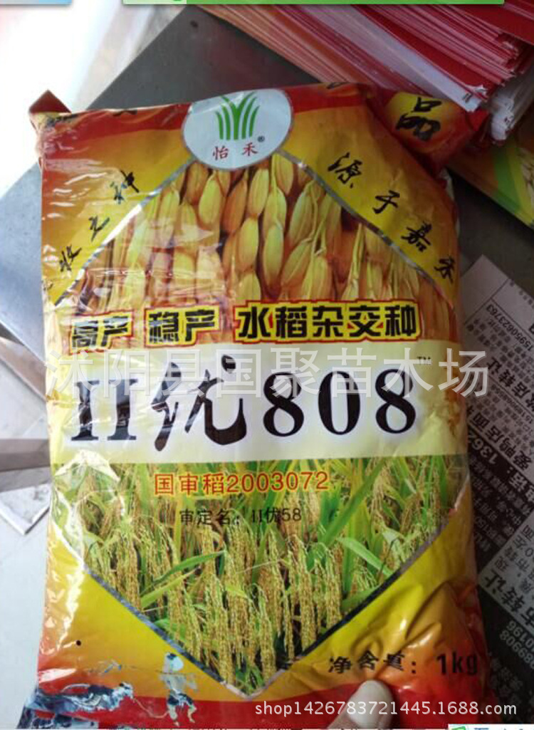 郑旱10号高产旱稻种子 稻谷种子水稻种子高产高抗病稳产1400斤