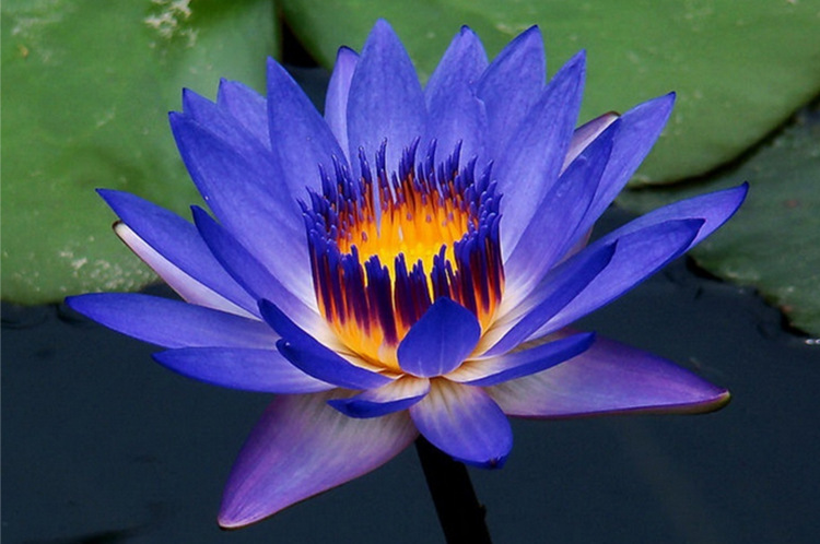 莲情谷文化园 九品香水莲花 蓝色 鲜花水生花卉睡莲 厂家批发 - 苗木