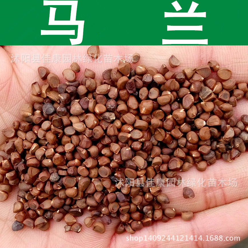 草花种子马兰种子马蔺花马莲花种子马兰花马莲1件1斤
