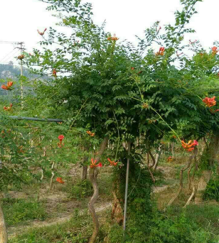 阳台庭院爬藤观花植物美国凌霄花 5年绿化苗藤本植物凌霄