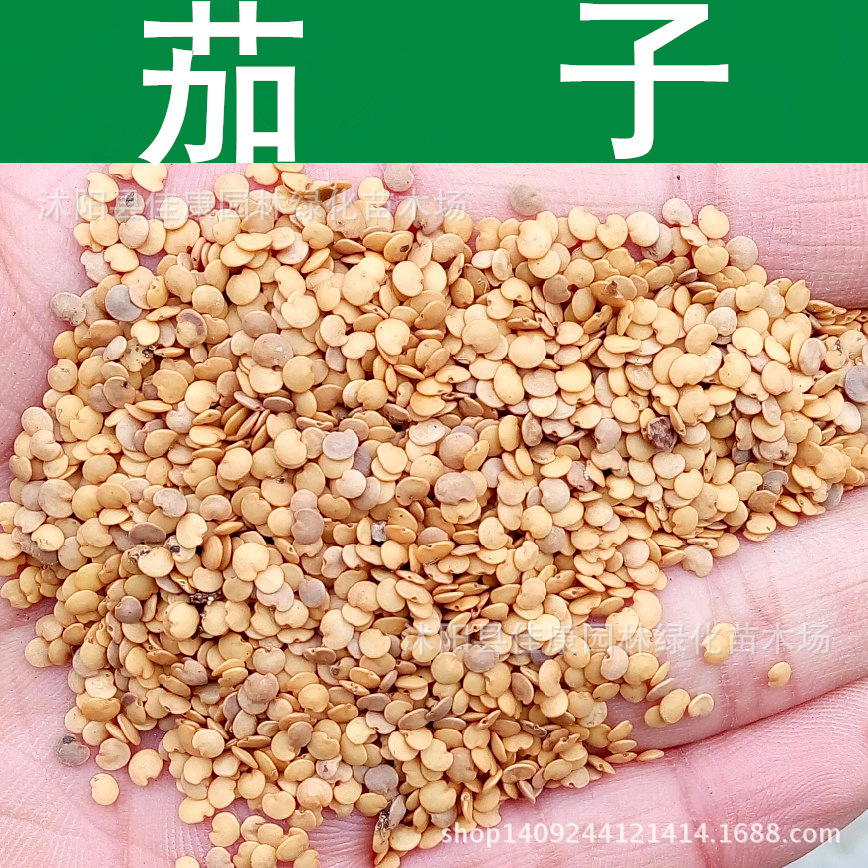 color=red>茄子 /font> font color=red>种子 /font>落苏昆仑瓜矮瓜 