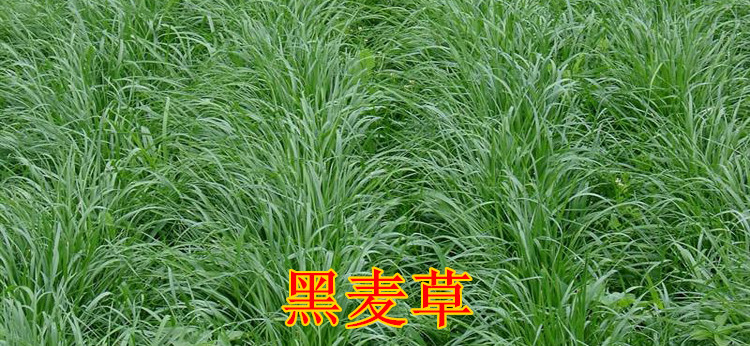 批发牧草种子南北方多年生黑麦草墨西哥玉米高丹草苜蓿牛羊鱼草籽