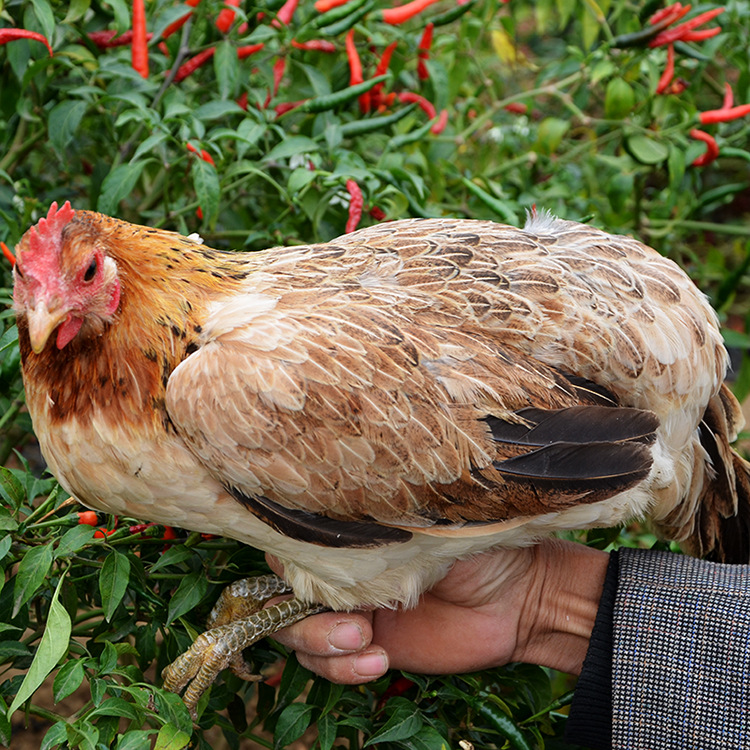正宗基地散养土鸡 原生态放养柴鸡孕婴幼补品活鸡柴鸡 老品种柴鸡