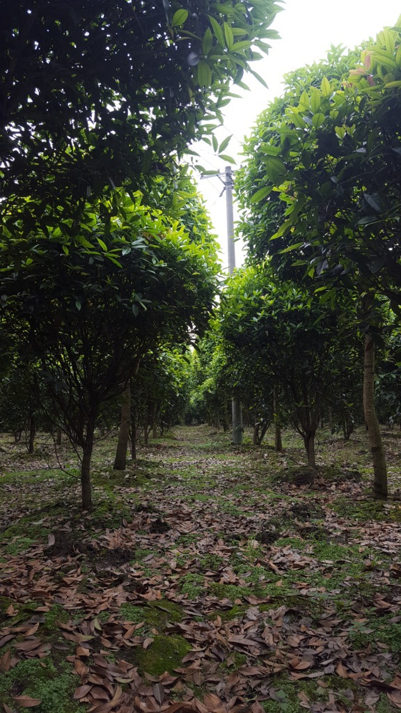 地笼桂花树八月桂笼子高度153米自产自销上千株