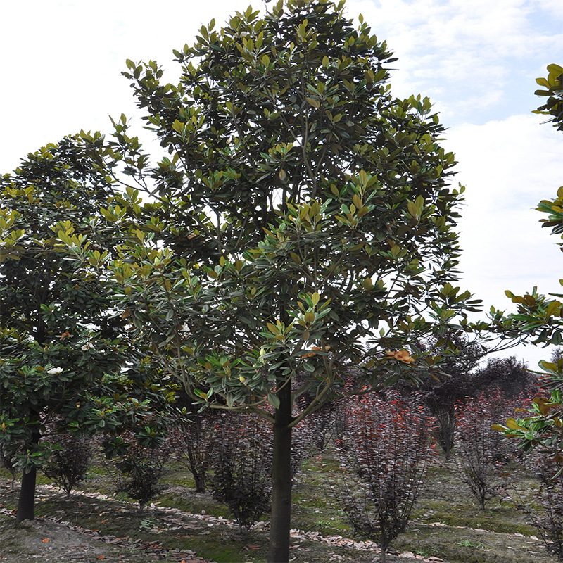 基地直销优质园林绿化苗木广玉兰常绿广玉兰树行道树风景树