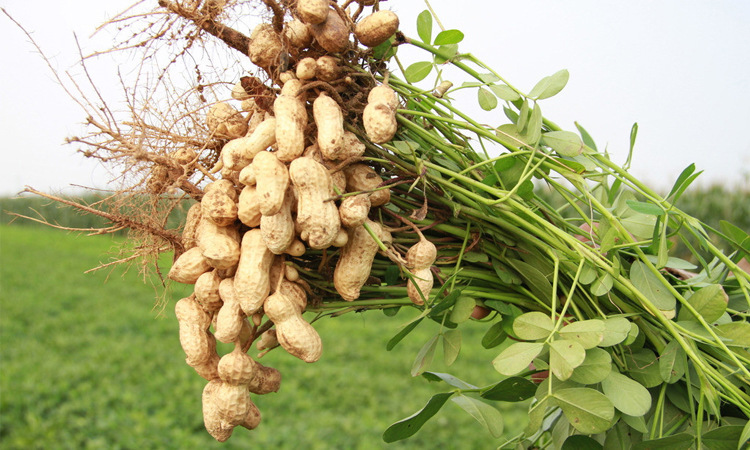 红皮花生米 新货 生花生米 大粒花生仁榨油 农家自产 散装500g