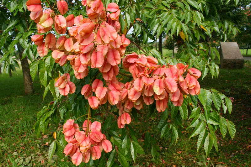 栾树黄山栾小苗规格齐全工程绿化苗木行道园林绿化基地