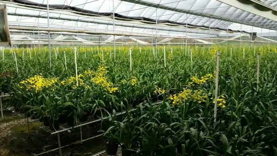 文心兰10枝扎 白水洋兰花基地直供鲜切花跳舞兰 兰花鲜花批发0-盆栽