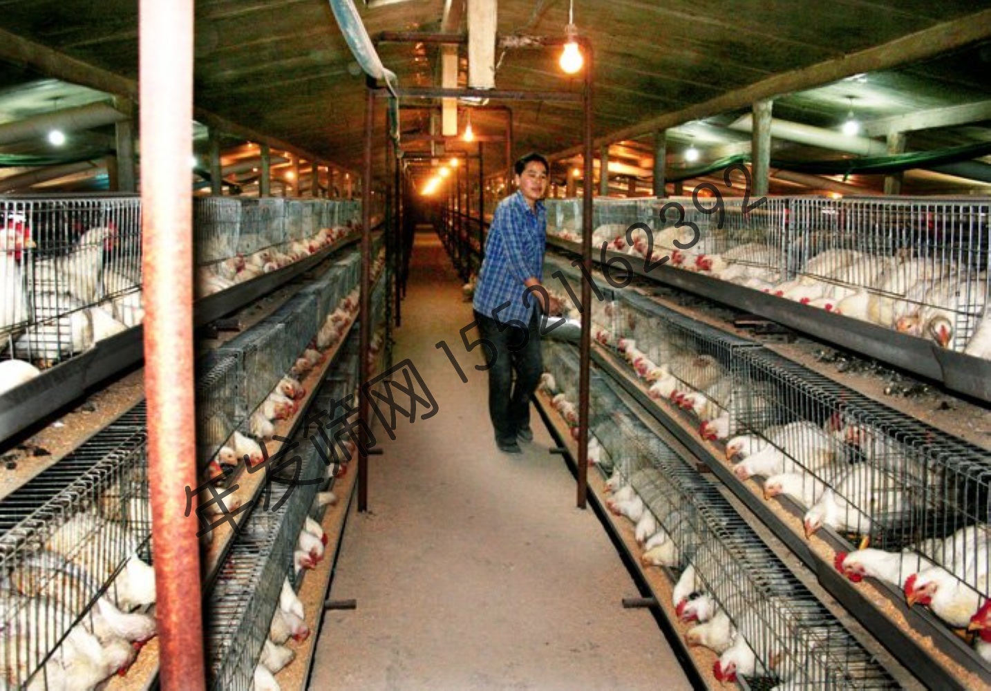 蛋鸡笼 阶梯式 养殖场镀锌鸡笼厂家 三层双边蛋鸡笼子现货 出口货