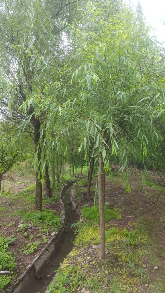 起批量1棵产品属性品种柳树树形垂枝形是否古树否栽培环境其他叶色色
