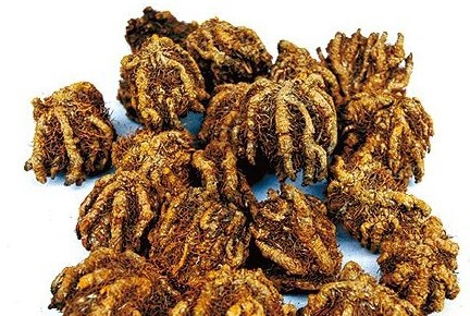 中药材批发 黄连 川连 姜连 川黄连 姜黄连 大货供应