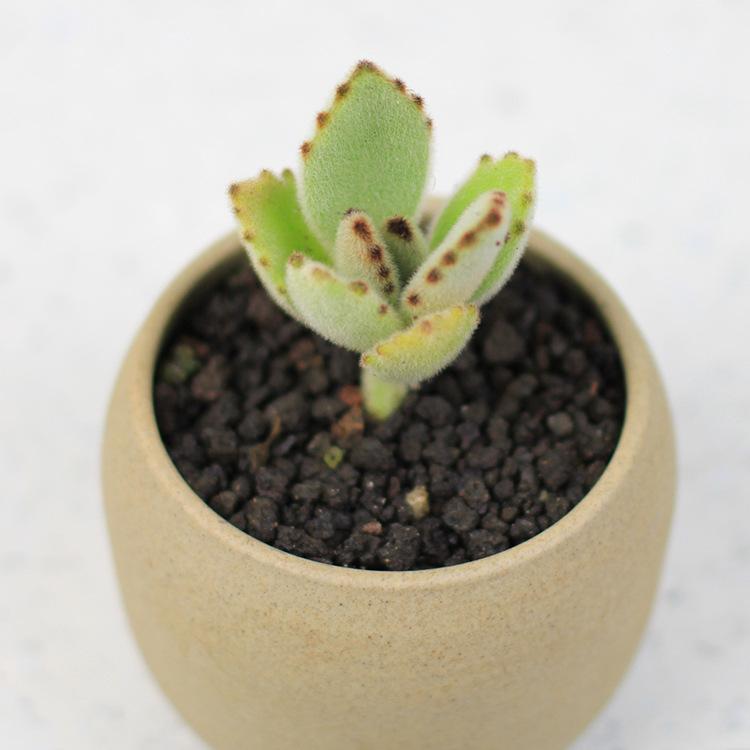 基地批发多肉植物 月兔耳 办公 室内桌面可爱小兔子肉肉植物