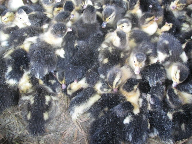 批发假西洋鸭苗,孵化销售木鸭苗,大量供应杂交西洋鸭苗,假洋鸭