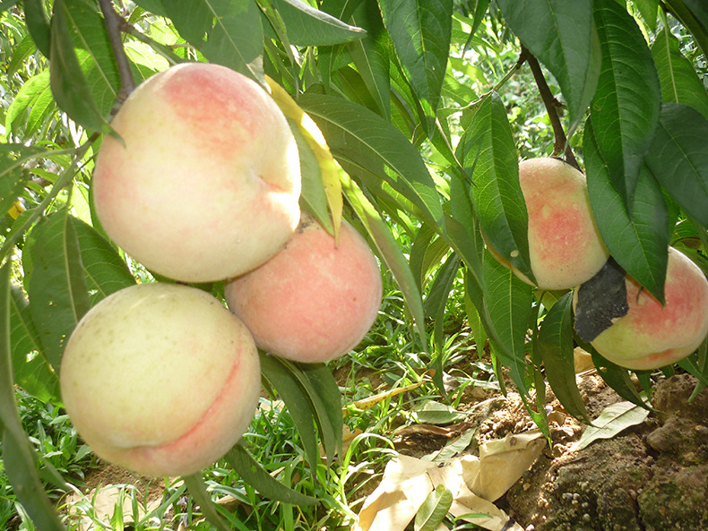 新鲜水果批发4两左右一箱12个踢球山新鲜水果水蜜桃毛桃