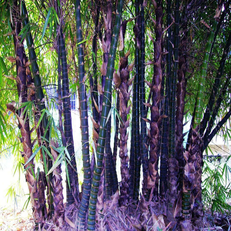 5厘米,每一节均上细下粗,形同佛肚外挺;另有一种大佛肚竹,节均短缩