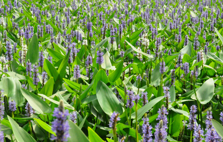莲情谷莲情文化园梭鱼草再力花水生植物成年苗
