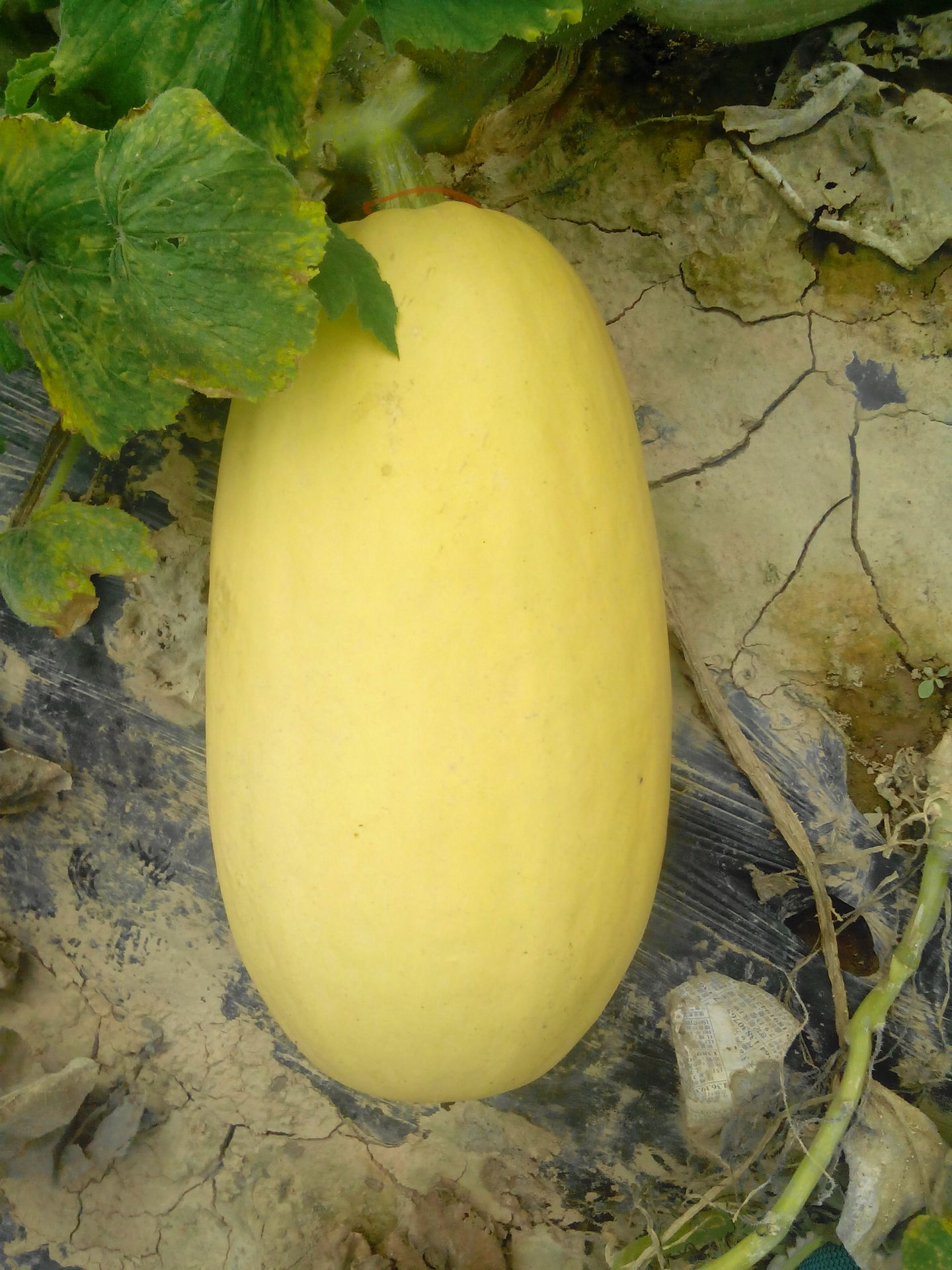 打籽西葫芦种子农丰9号酒农瑞丰9号田丰一号高产籽高抗