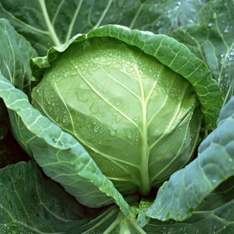 新鲜大头菜包头菜批发卷心菜产地现摘现发圆白菜热销绿甘