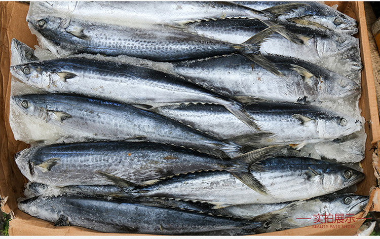 冷冻燕鲅鱼 新鲜海捕海鲜鲅鱼大马鲛鱼 饭店专用 船冻海鲜批发