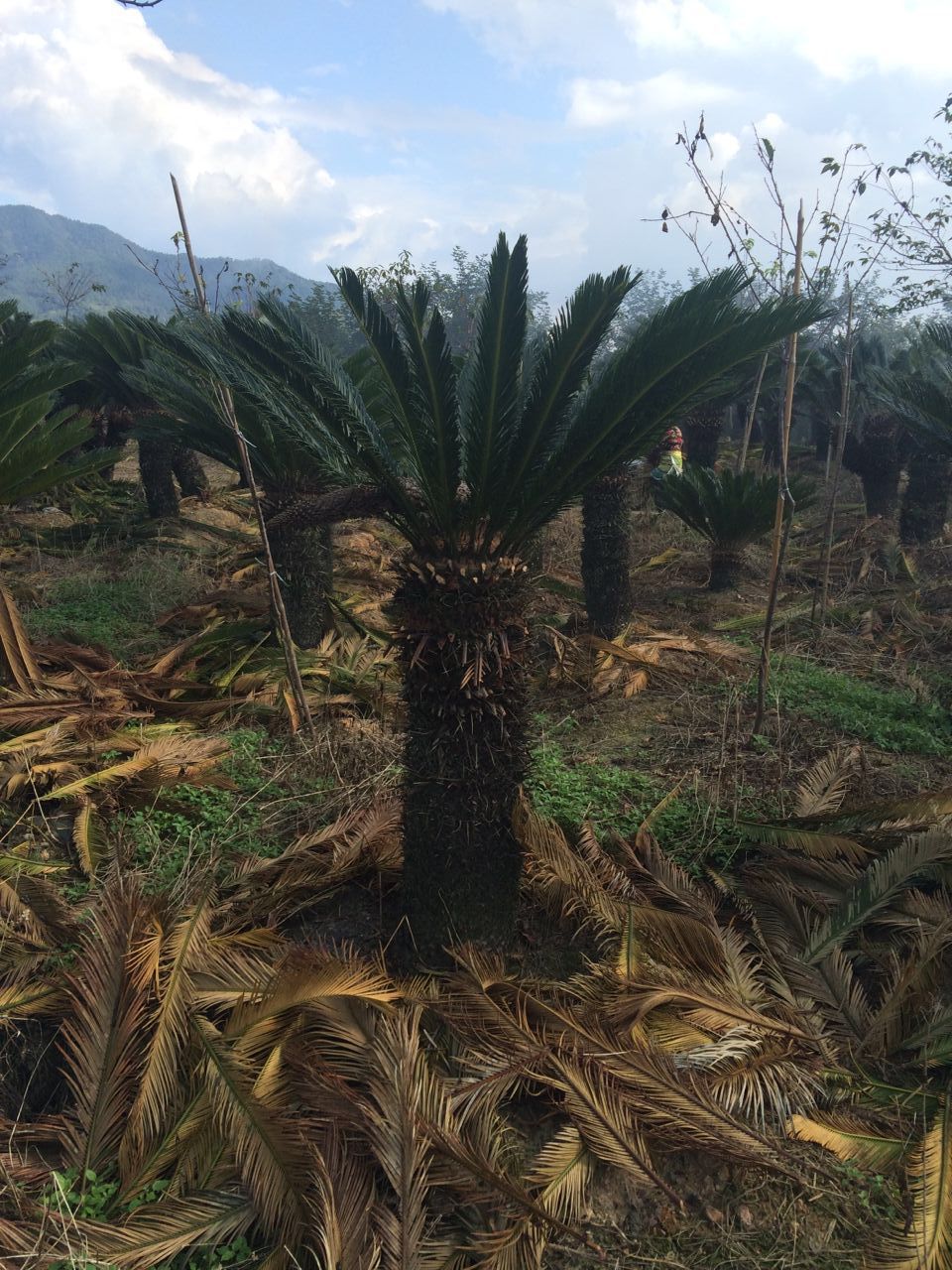 供应各类规格苏铁,铁树,多头铁树 - 苗木批发交易网