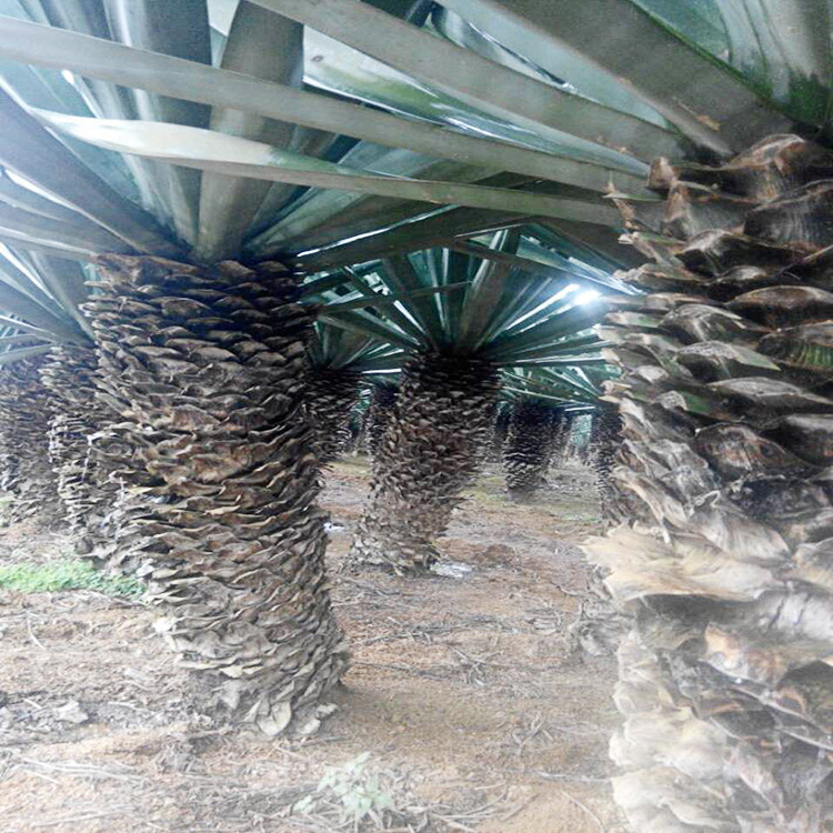 剑麻纤维 加工开发 原材料 外贸 义乌剑