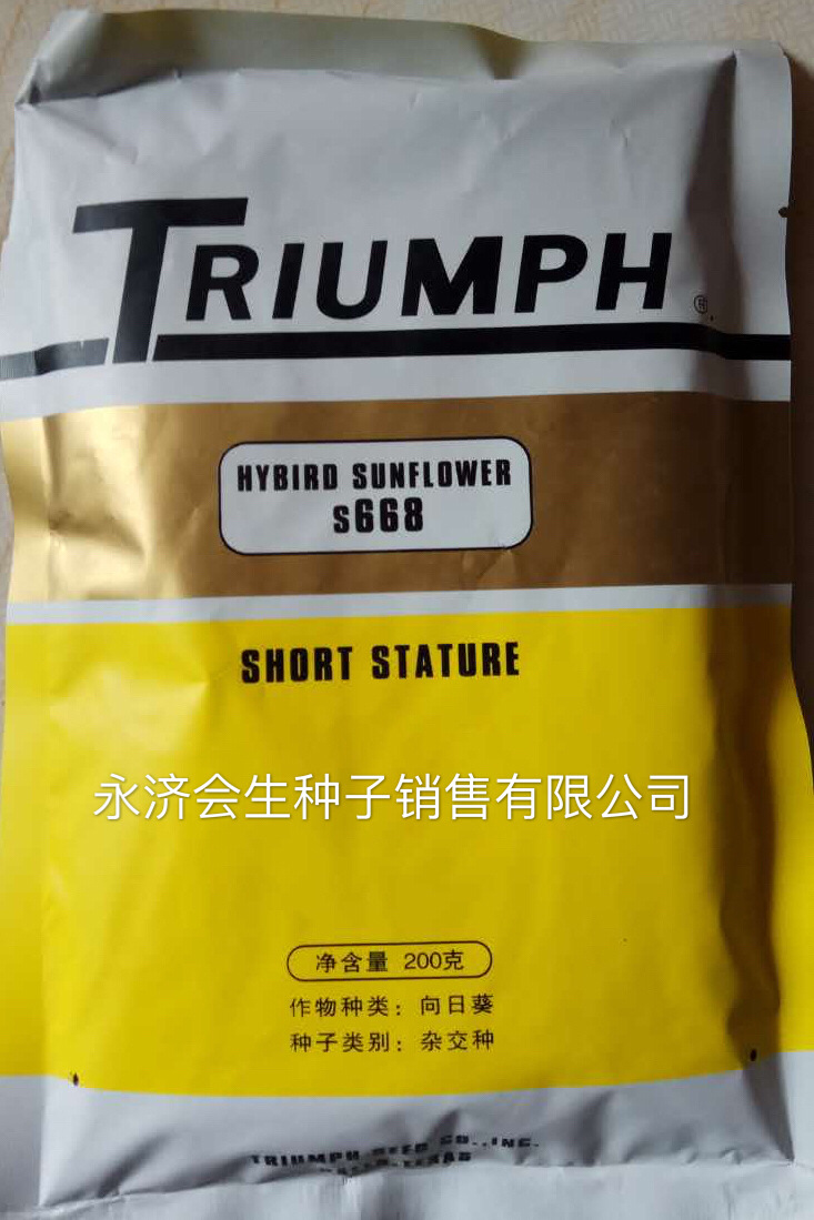 批发玉米种子小麦油葵种子s668真正的进口矮大头高出油