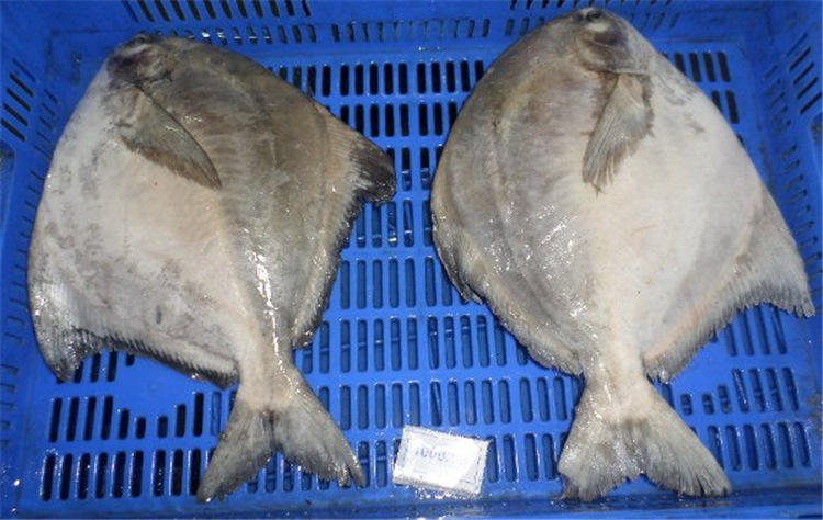 斗鲳 规格1000g以上 中国鲳 燕鲳 冷冻水产品 绿色无污染