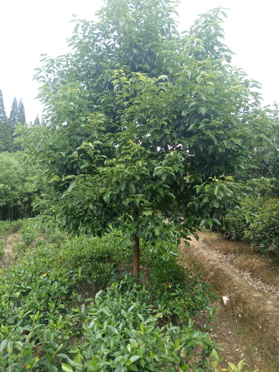 批发香樟树 香樟树苗 移栽香樟 苗木报价表 园林绿化苗木