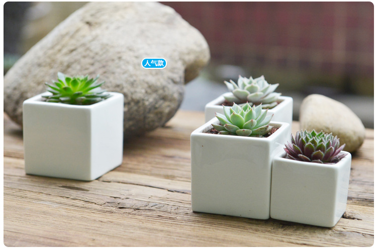 小盆友zakka多肉陶瓷白色正方形花盆陶瓷简约可配实竹托小方方