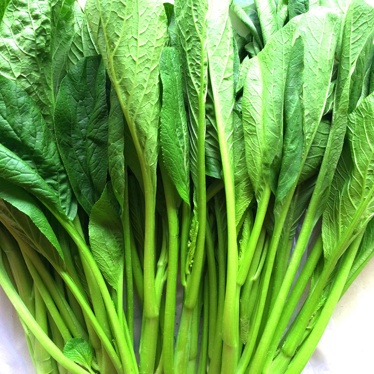 快大四九菜心热销高产青菜种子批发高品质低价农作物种子厂