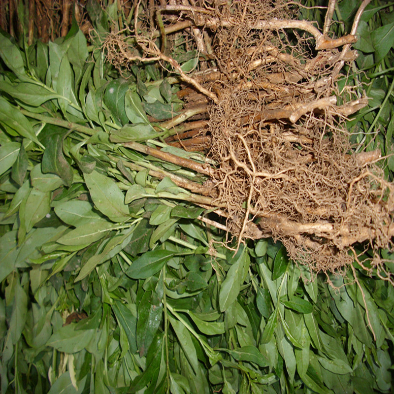 长期提供菜用枸杞苗 叶用枸杞苗 厂家直销