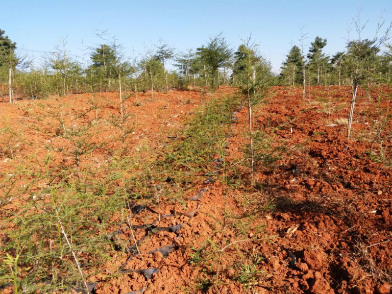 北美红杉苗红杉苗高80-100cm袋苗保证正品