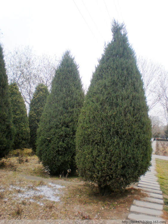 批发供应基地直销 快柏苗 松柏苗 北京桧柏 河南桧柏树 蜀快小苗