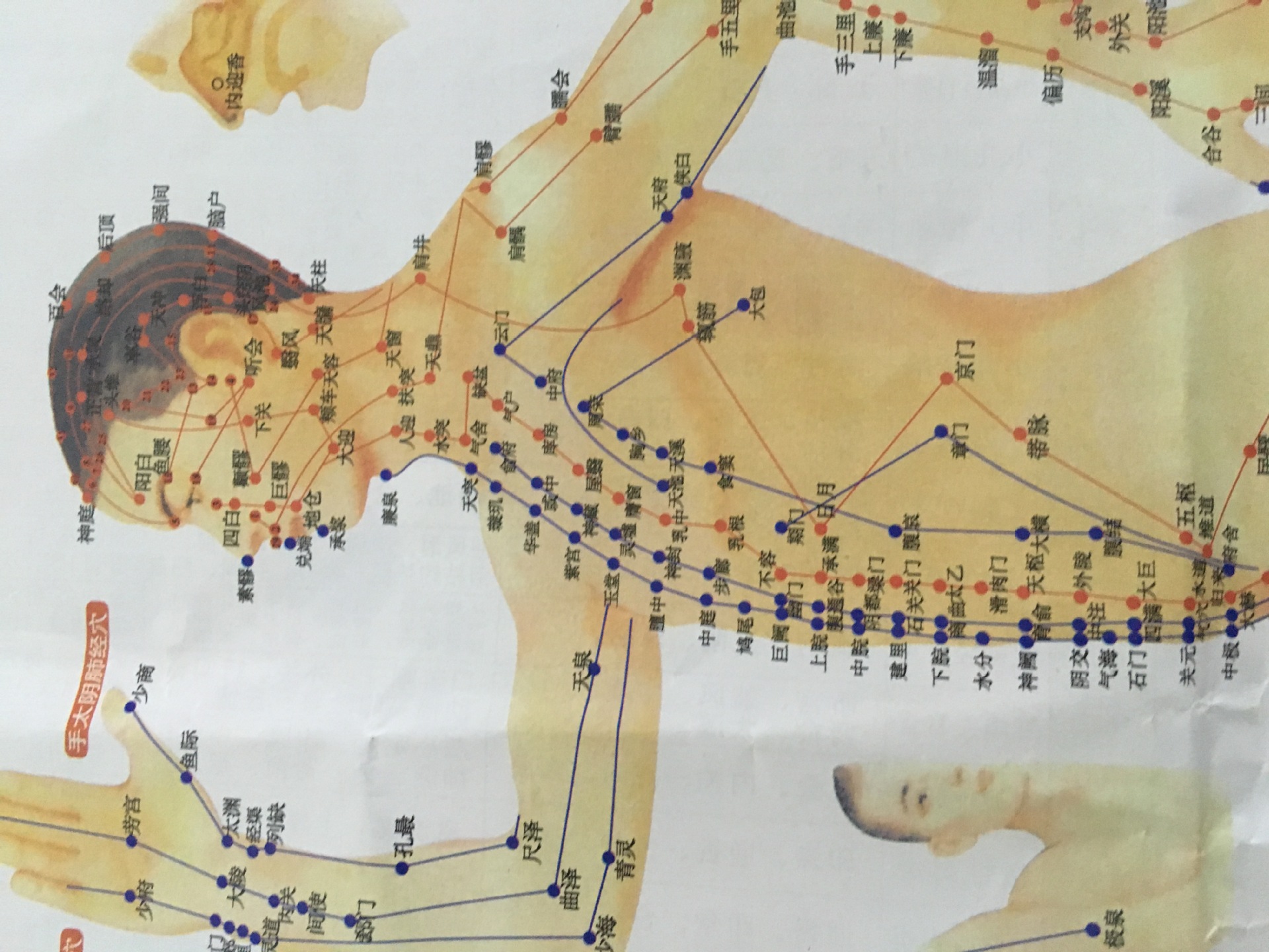 人体穴位艾灸部位标识图说明书人体经络拔罐穴位艾灸图挂图